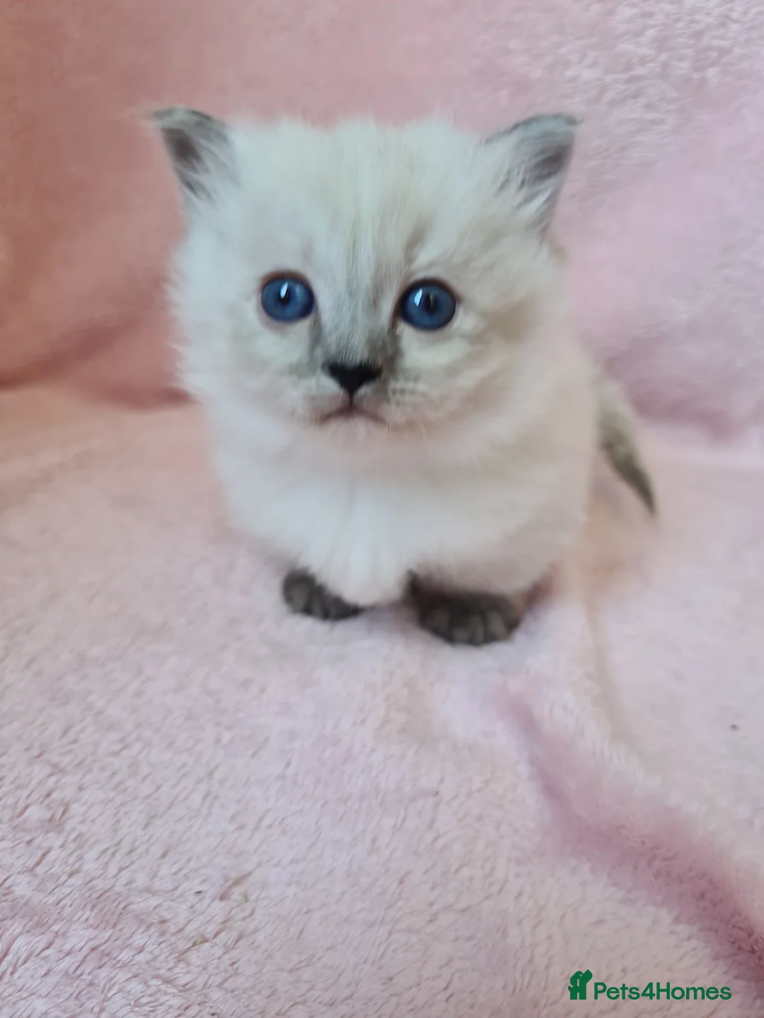 Munchkin cats for sale: Munchkin kittens READY SOON 😍  - Advert 1