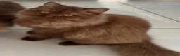 British Longhair cats for sale: Cinnamon British long hair girl 🧡 - Advert 15
