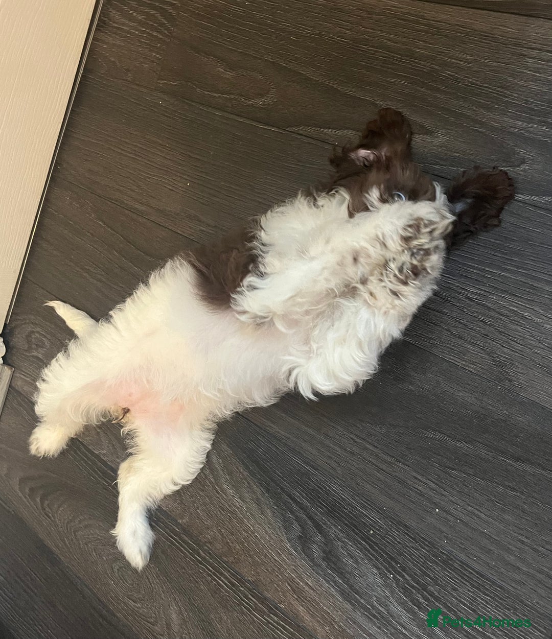 Cockapoo dogs for sale: 11 week old, Female Cockapoo puppy for rehoming - Advert 8