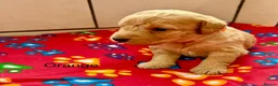 Labradoodle dogs for sale: Miniature Labradoodles frm licensed Exp breeder - Advert 9