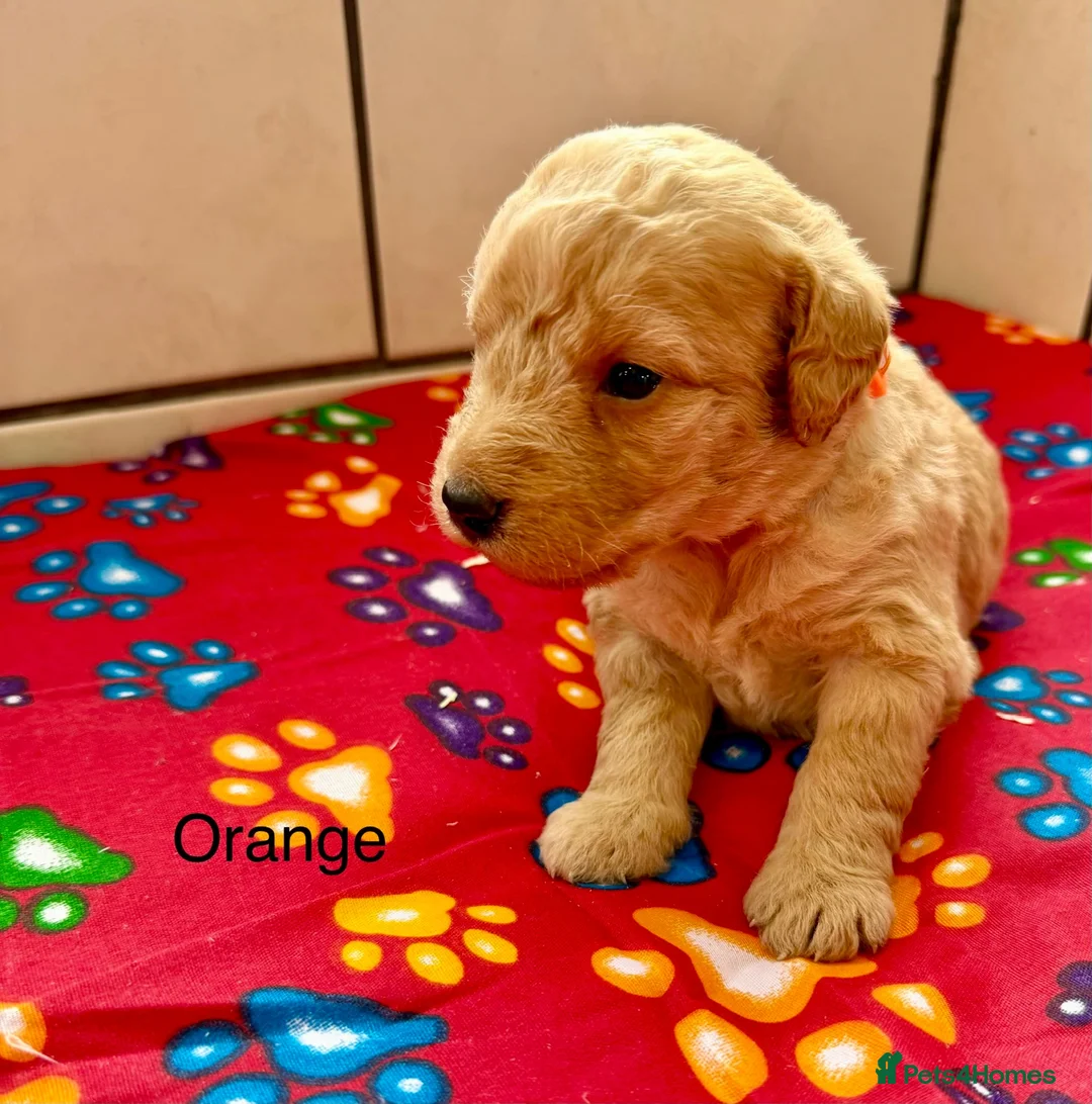 Labradoodle dogs for sale: Miniature Labradoodles frm licensed Exp breeder - Advert 40