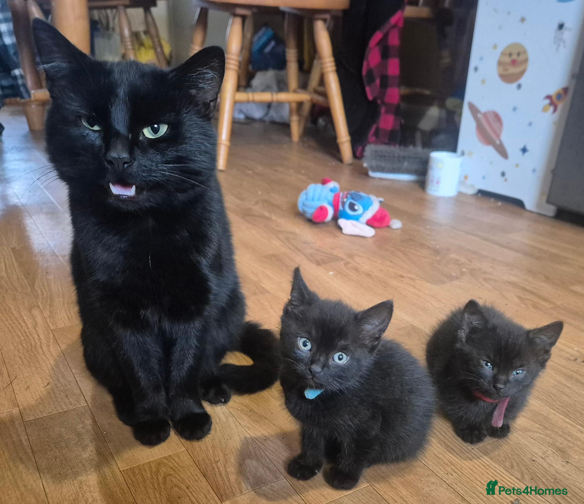British Shorthair cats 3 male kittens available - Advert 4