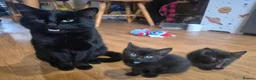 British Shorthair cats for sale: 3 male kittens available - Advert 1