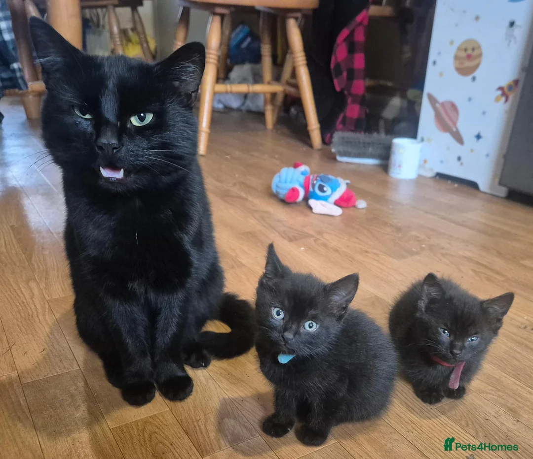 British Shorthair cats for sale: 3 male kittens available - Advert 1