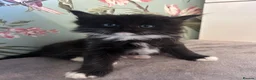 Ragdoll cats for sale: Ragdollxbsh kittens  - Advert 15