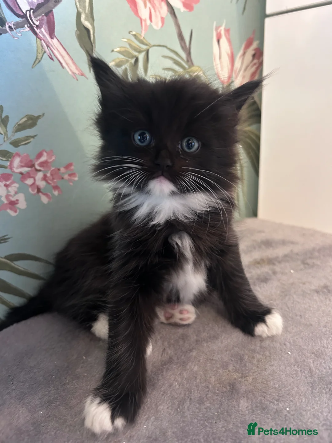 Ragdoll cats for sale: Ragdollxbsh kittens  - Advert 15