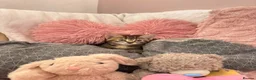 Domestic Shorthair cats for sale: 3 pretty little kittens *1 Male*2 Female* - Advert 2