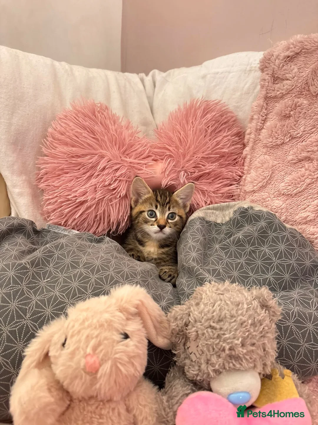 Domestic Shorthair cats for sale: 3 pretty little kittens *1 Male*2 Female* - Advert 2