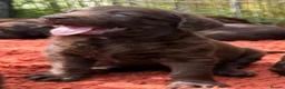 Labradoodle dogs for sale: 🐾 Beautiful Dark Chocolate Labradoodle pups - Advert 9