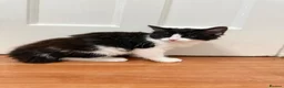 Mixed Breed cats for sale: Tux, Male long haired tuxedo kitten  - Advert 3