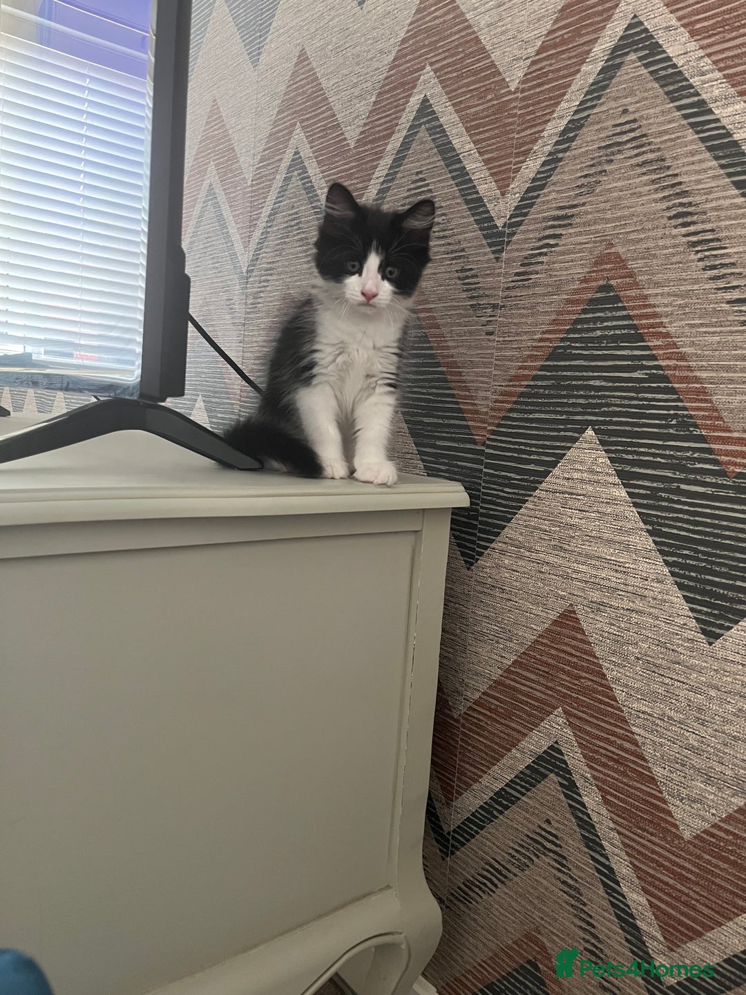 Mixed Breed cats for sale: Gorgeous kittens for sale  - Image 6
