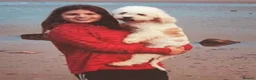 Cavapoo dogs for sale: Girls and boys available  - Advert 11