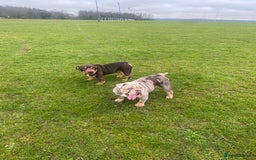 English Bulldog dogs for sale: English Bulldog Pair for Breeding - Image 11