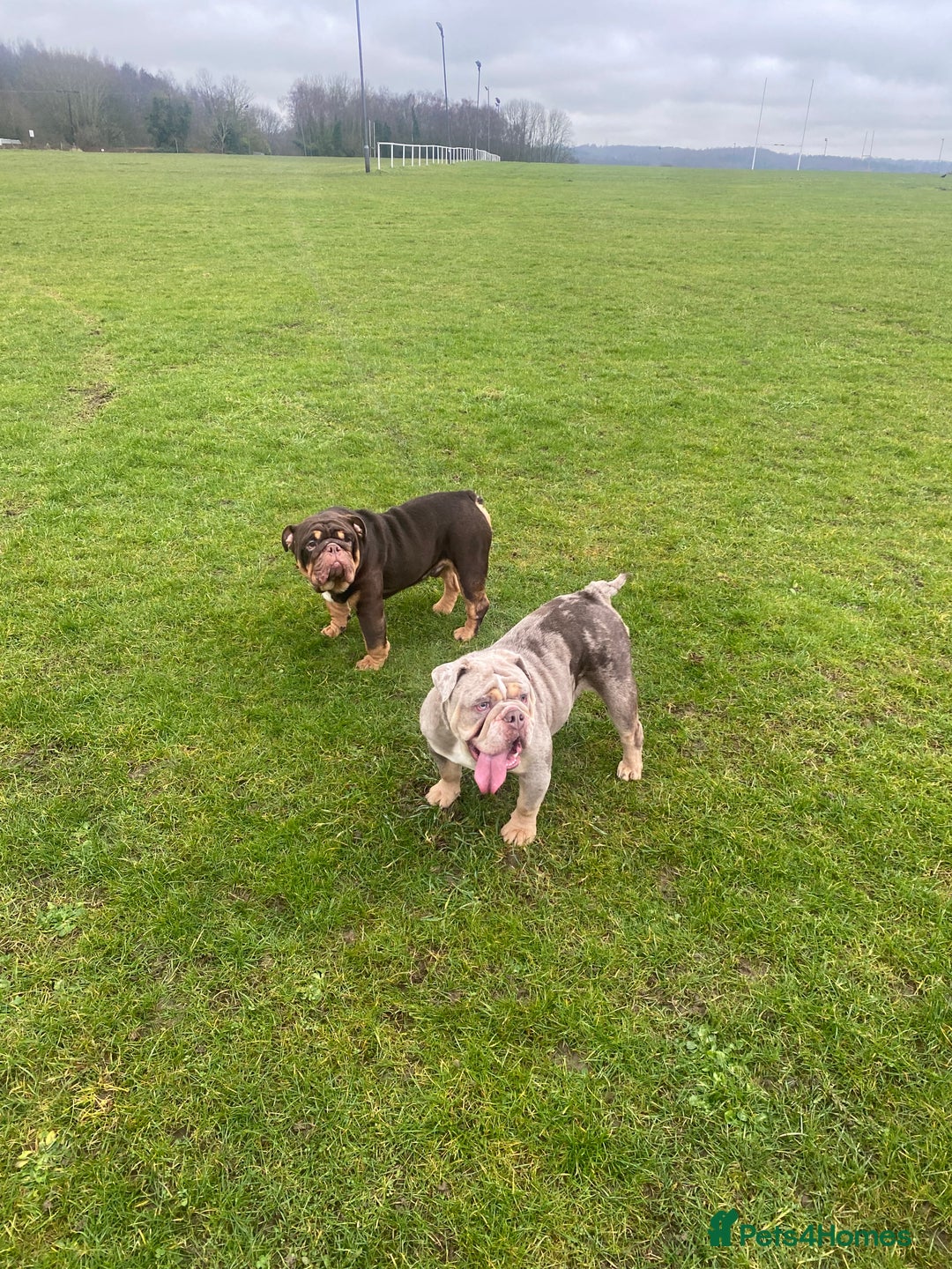 English Bulldog dogs for sale: English Bulldog Pair for Breeding - Image 11
