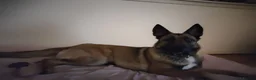 Belgian Shepherd Dog dogs for sale: Beautiful Belgium Malinois  in London - Advert 9