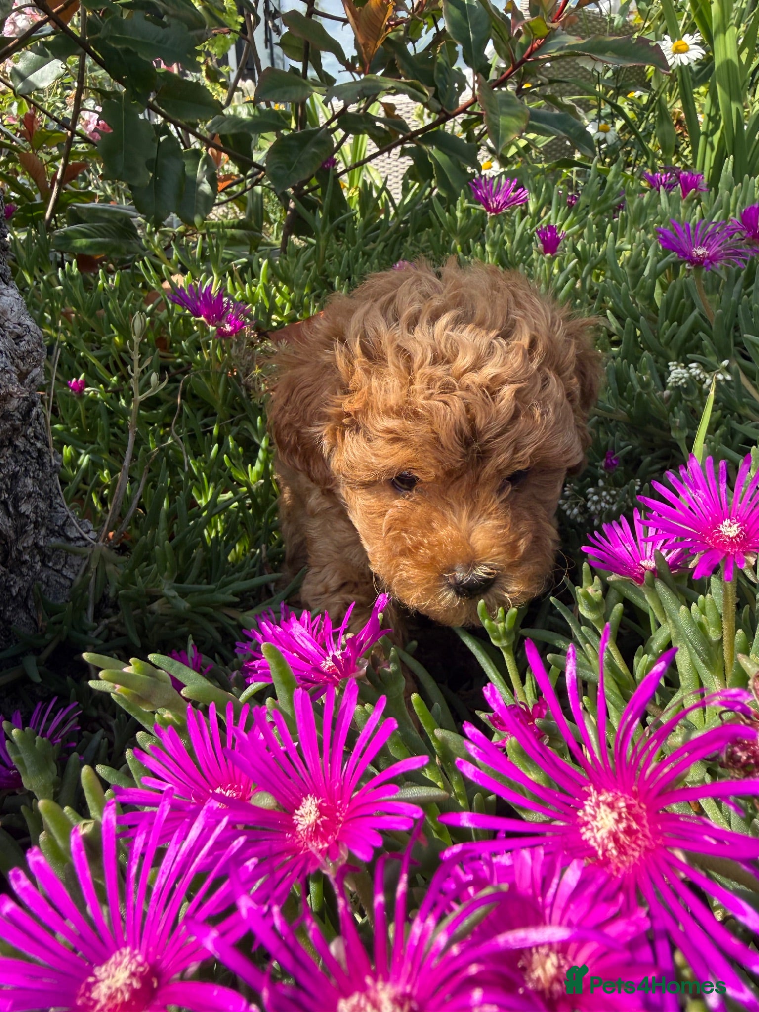 Poochon dogs Ready Now Stunning Poochon Puppies - Advert 5