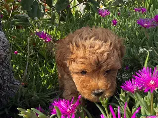 Poochon dogs Ready Now Stunning Poochon Puppies - Advert 5