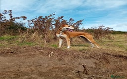 Mixed Breed dogs for sale: Saluki greyhound whippet pups - Image 8