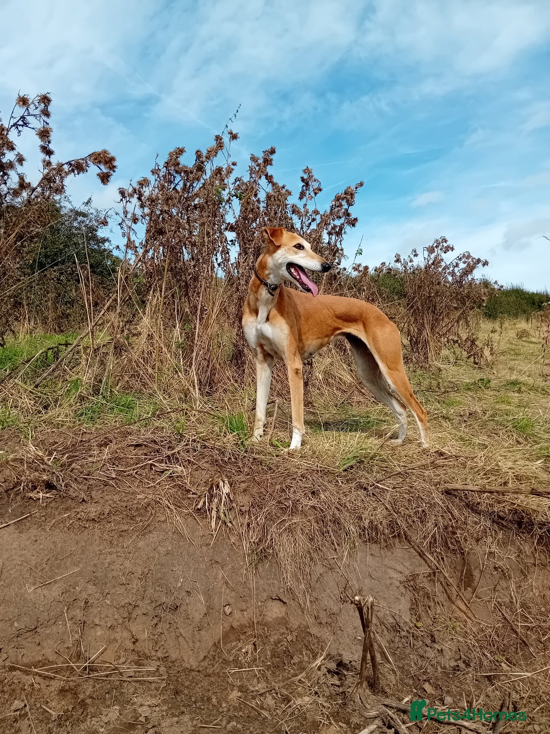 Mixed Breed dogs for sale: Saluki greyhound whippet pups - Image 8