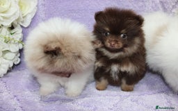 Pomeranian dogs for sale: PARTI MERLE QUALITY KC POMERANIANS - Image 21