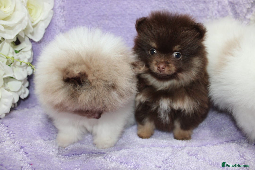 Pomeranian dogs for sale: PARTI MERLE QUALITY KC POMERANIANS - Image 21