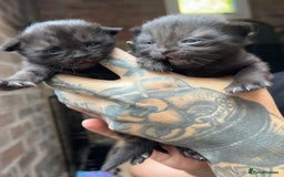 Maine Coon cats for sale: Maine coon cross British longhair kittens - Image 1