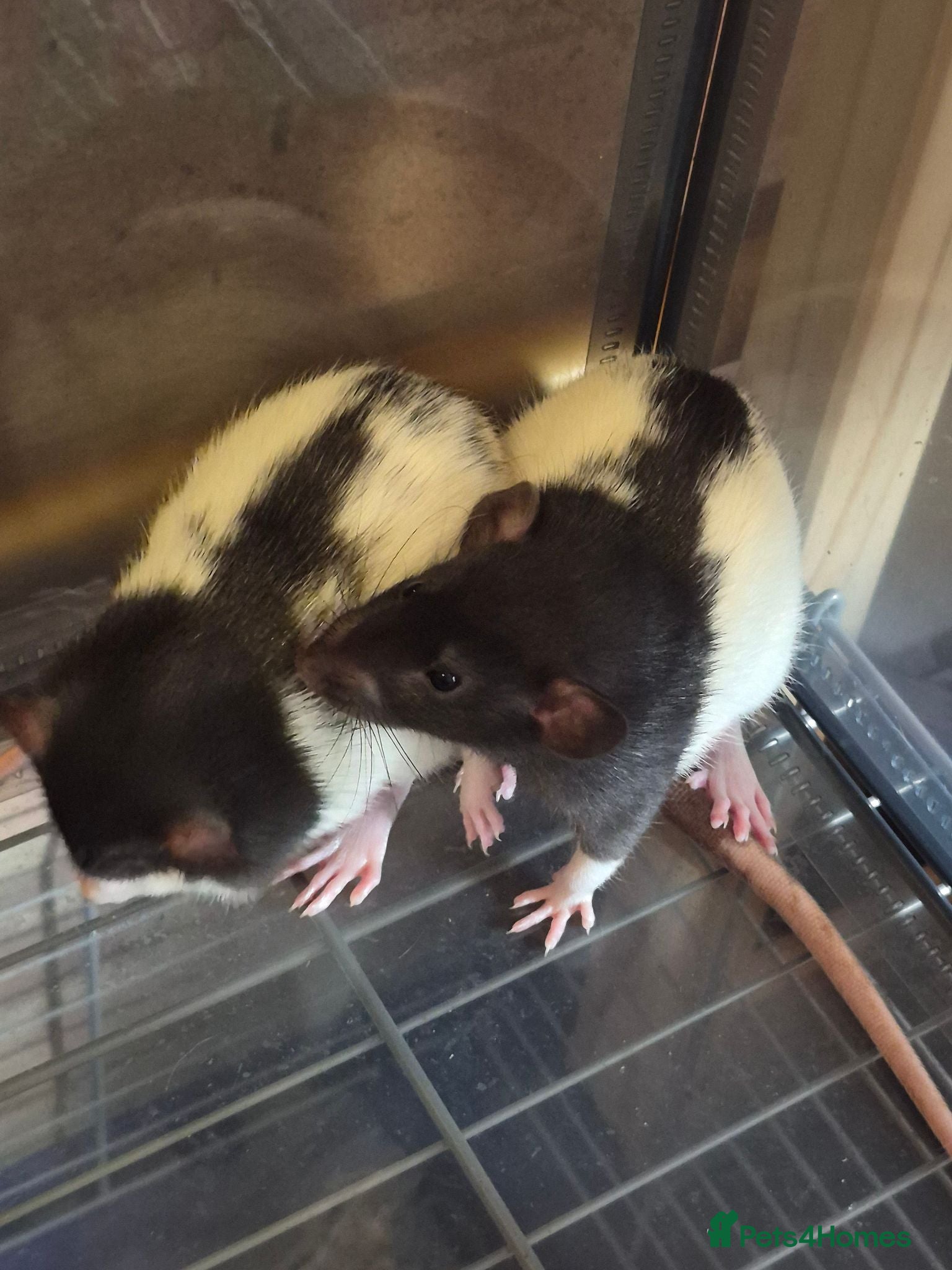 Rat rodents Baby rats 6 weeks old - Advert 1