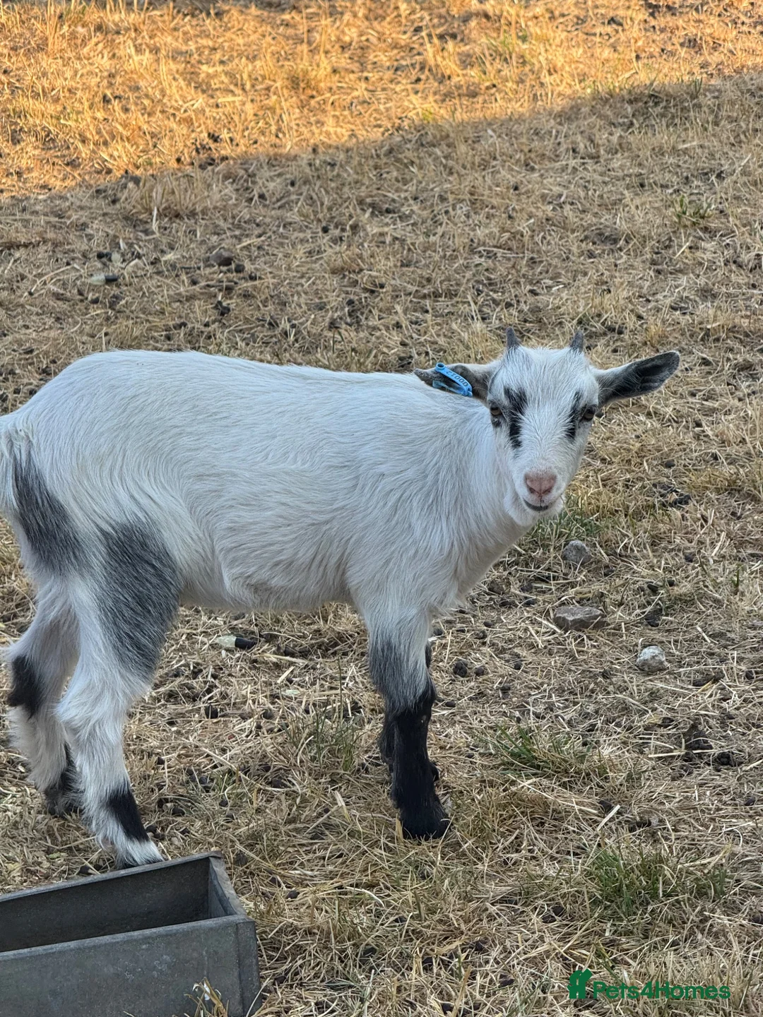 Goats livestock for sale: Pygmy goats wethers in Worksop - Advert 2
