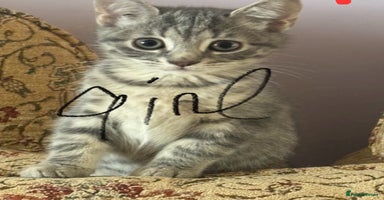 Mixed Breed cats Beautiful kittens ready now  - Advert 10