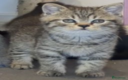 British Shorthair cats for sale:  Ready now. British shorthair kittens  - Image 3