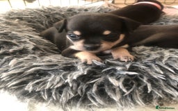 Chihuahua dogs for sale: Adorable black and tan chihuahua puppies  - Image 14
