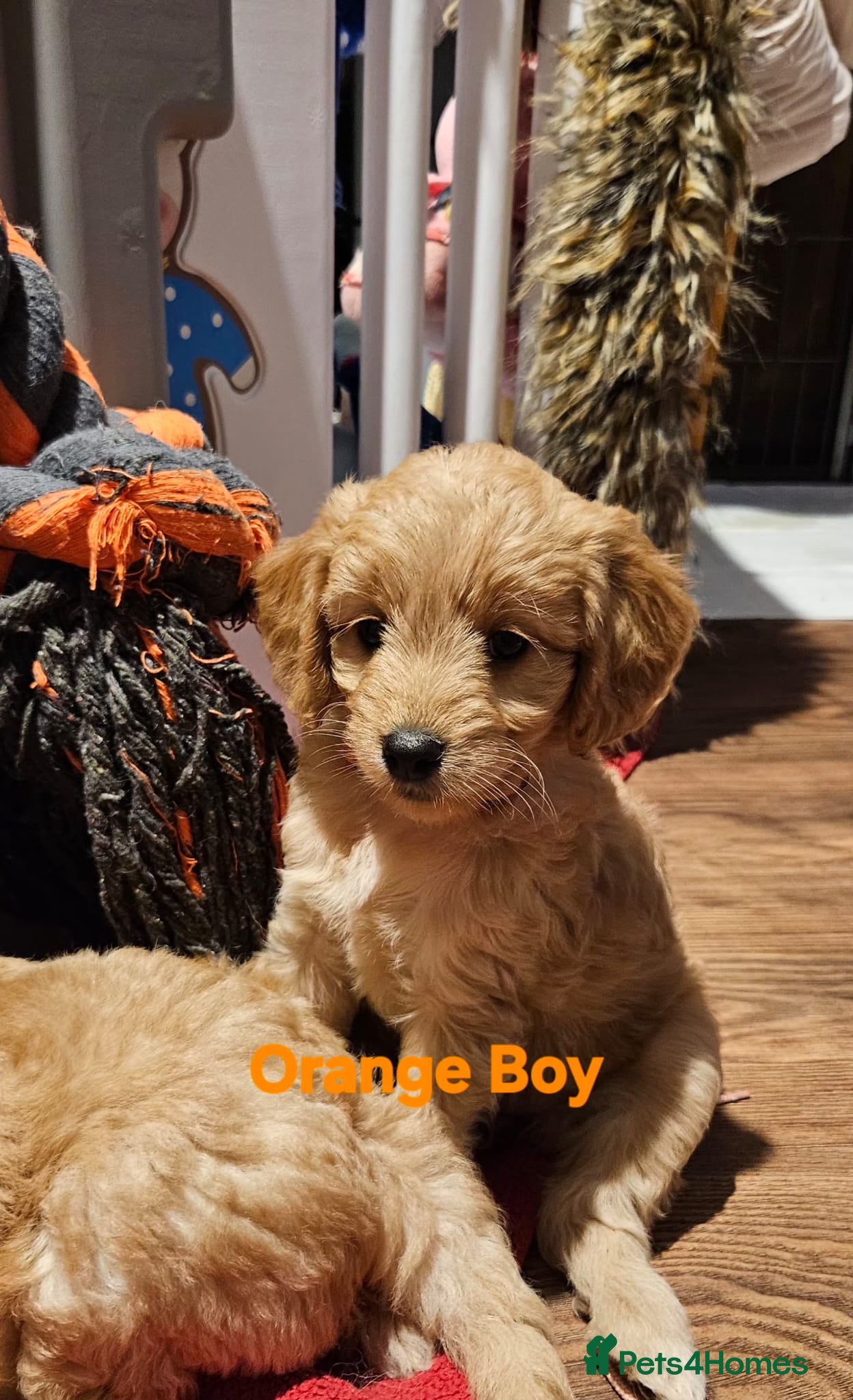 Mini Goldendoodle dogs Miniature Goldendoodle Puppy F1B - Advert 2