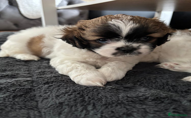 Shih Tzu dogs - Advert 3