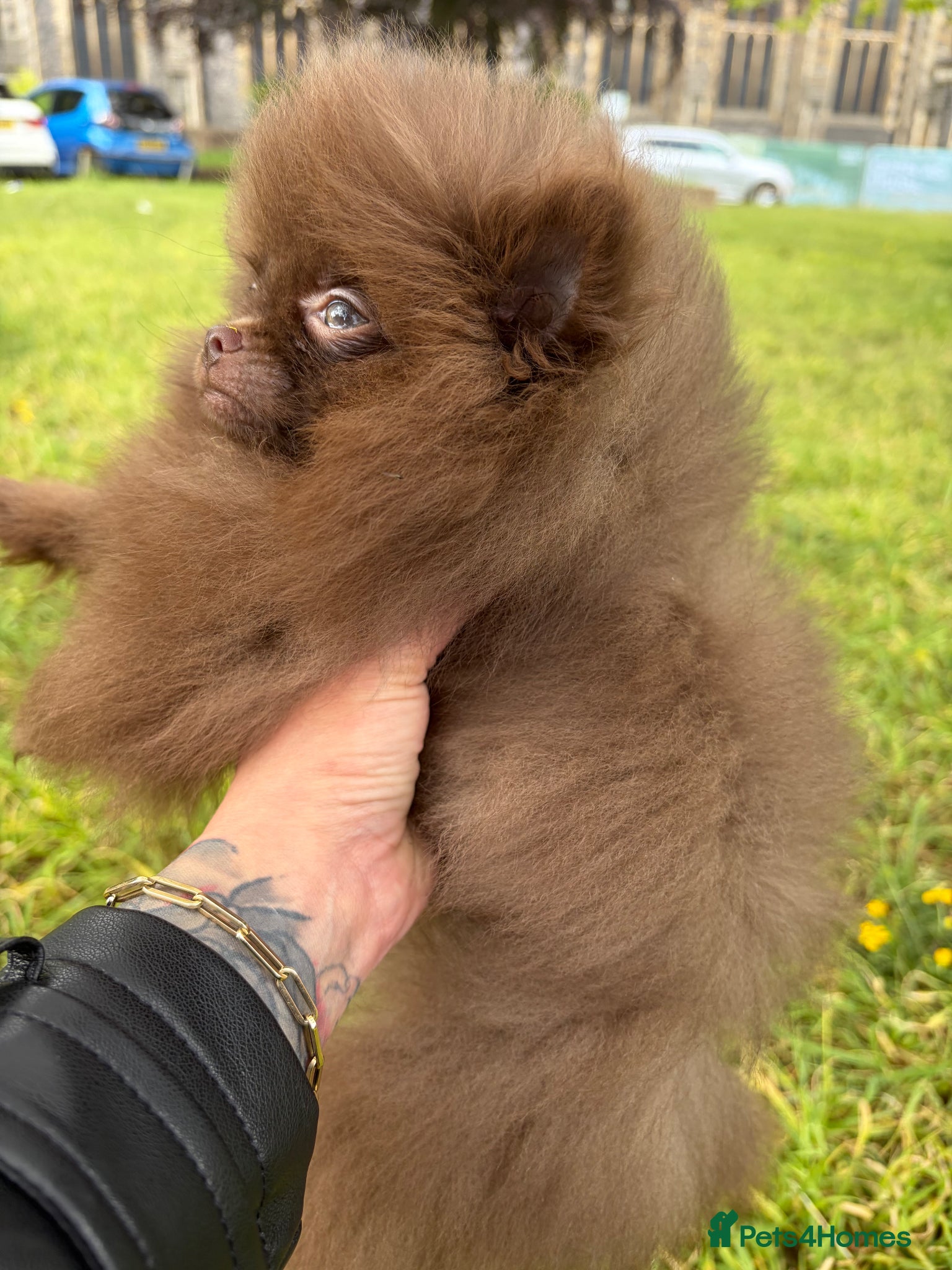Pomeranian dogs for sale: Amazing Poms teddy bear boy 🥰🐻🥰🐻 - Advert 2