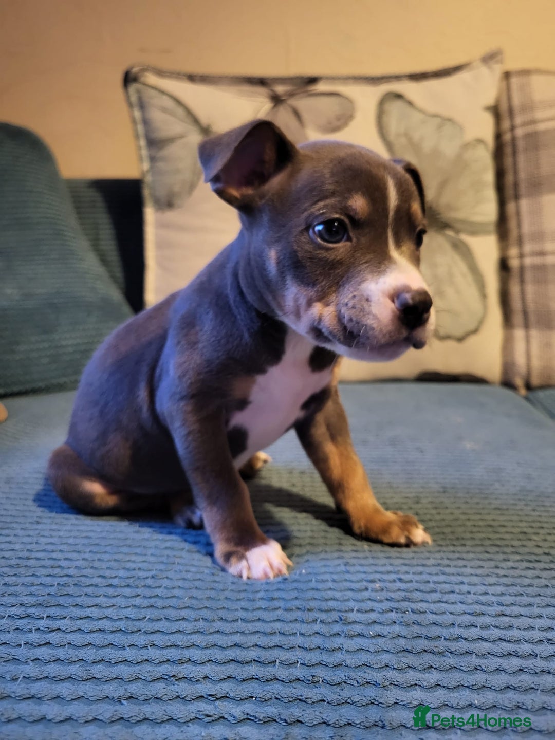 Mixed Breed dogs for sale: Staffordshire Bull Terrier Puppies-Female and Male in Bridgwater - Image 5
