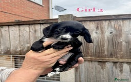 Cocker Spaniel dogs for sale: Working cocker spaniel puppies - Image 10