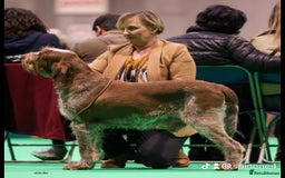 Italian Spinone dogs for sale: Brown Roan Italian spinone Puppy  - Advert 4