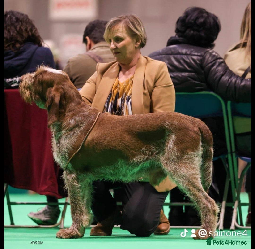 Italian Spinone dogs for sale: Brown Roan Italian spinone Puppy  - Advert 4