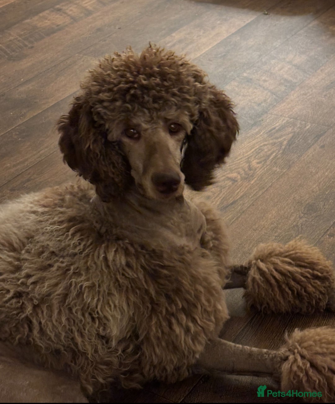 Labradoodle dogs for sale: Labradoodle male puppy - Image 6