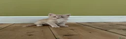 Mixed Breed cats for sale: x4 boy Kittens for sale - Advert 5