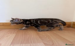 Mixed Breed cats for sale: Kitten looking for a loving home - Image 5