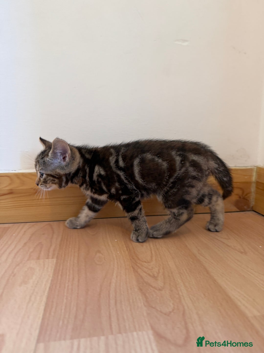 Mixed Breed cats for sale: Kitten looking for a loving home - Image 5