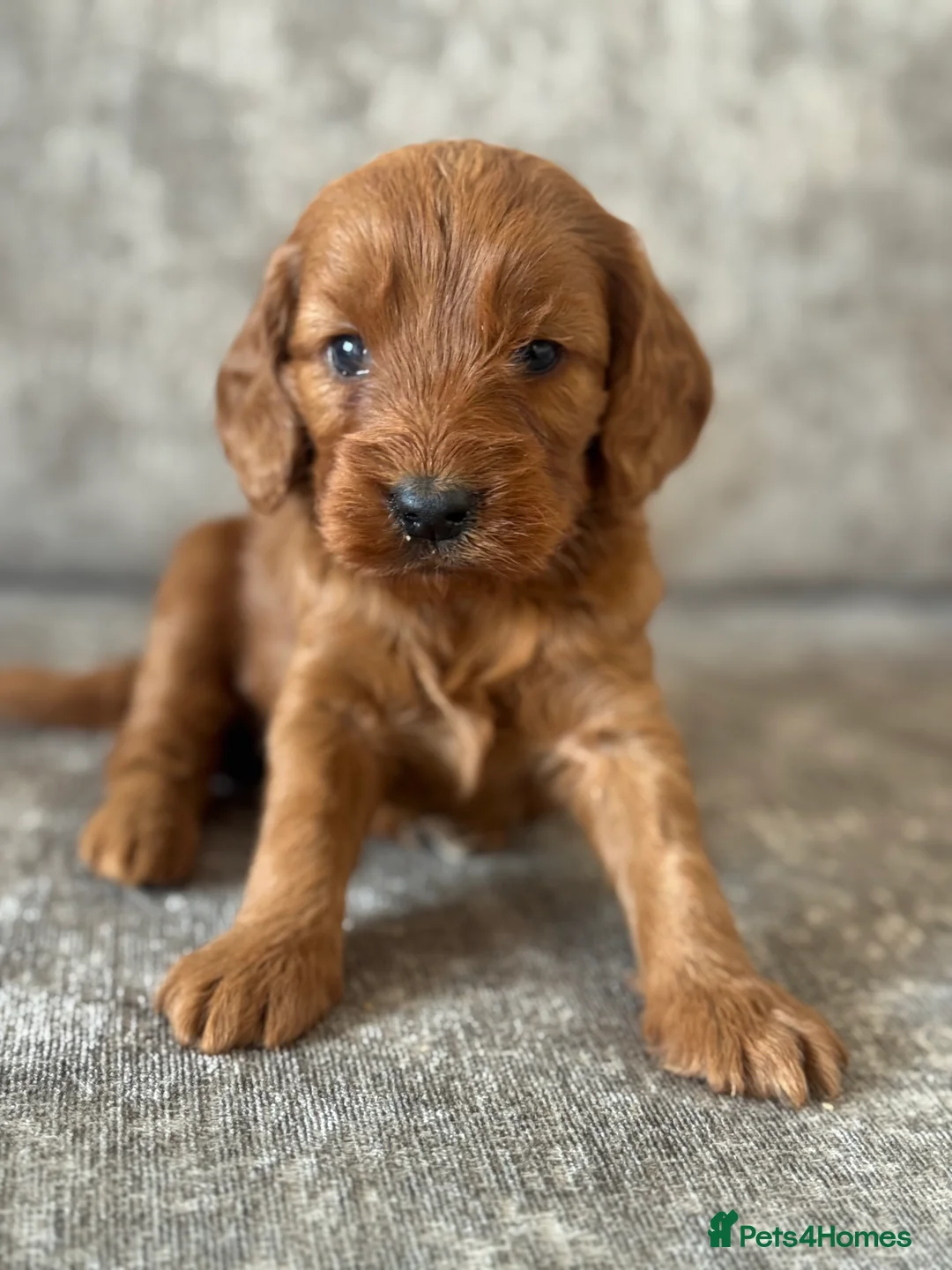 Cockapoo dogs for sale: BEAUTIFUL RED COCKAPOO PUPS HEALTH TESTED PARENTS - Advert 13