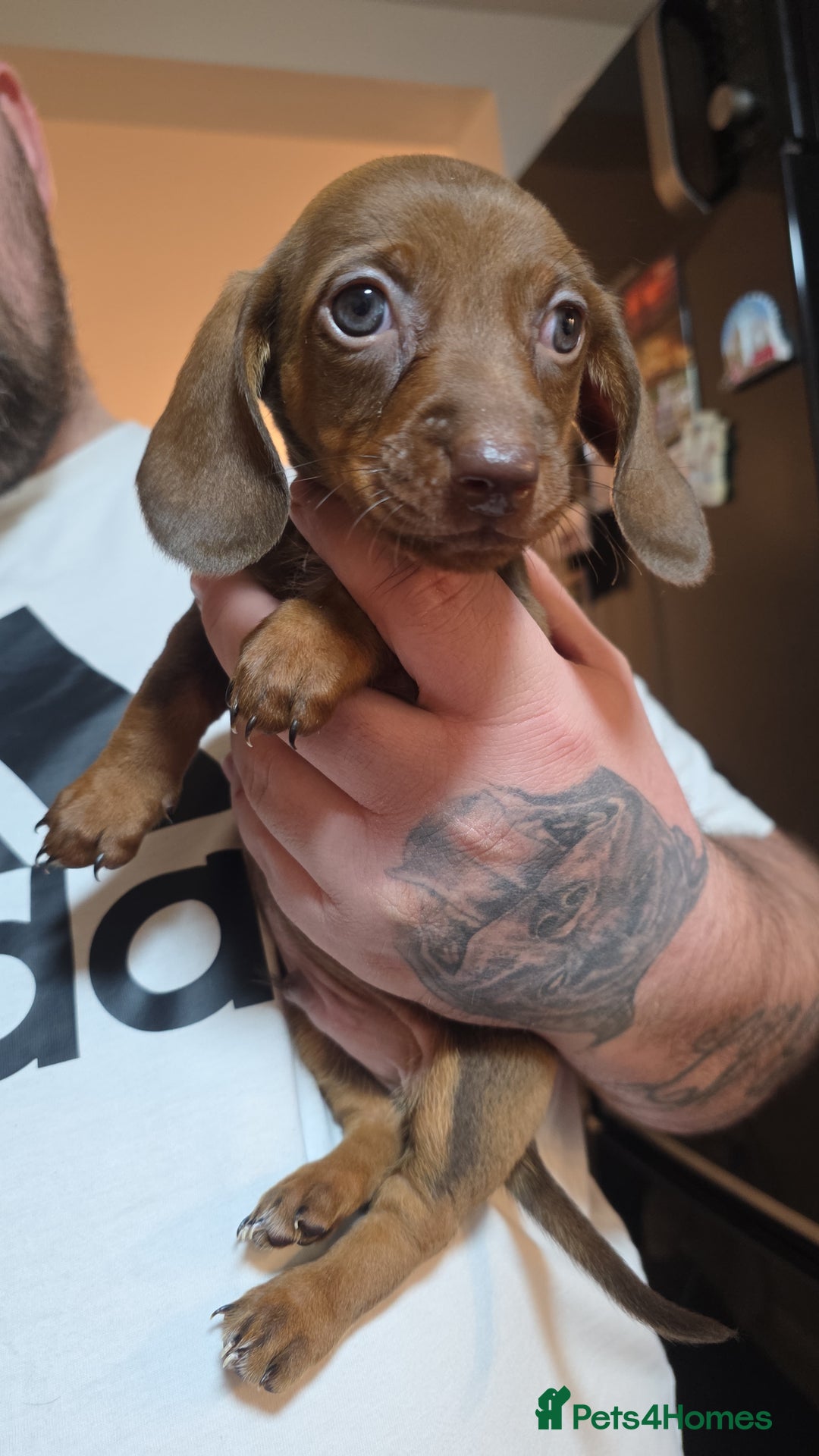 Dachshund dogs for sale: Dachshund  - Advert 6