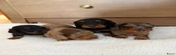 Miniature Dachshund dogs for sale: KC Long Haired Miniature Dachshund Puppies - Advert 3