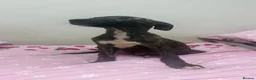 Whippet dogs for sale: WHIPPET PUPPIES  - Advert 34