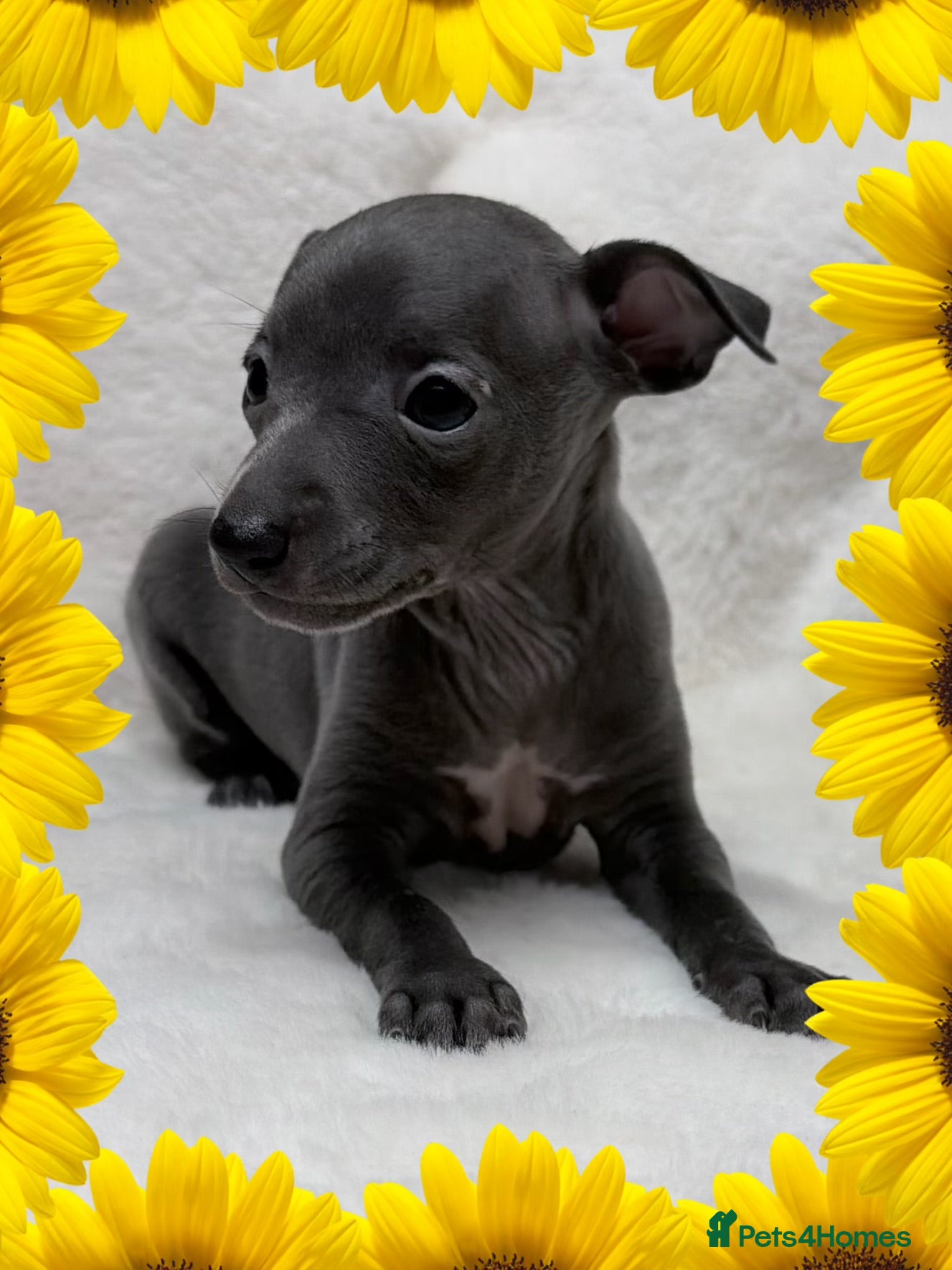 Italian Greyhound dogs Exceptionally Tiny Blue KC reg girl.  - Advert 3