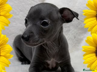 Italian Greyhound dogs Exceptionally Tiny Blue KC reg girl. - Advert 3