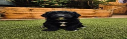 Sproodle dogs for sale: Stunning F1 Sproodles  - Advert 22