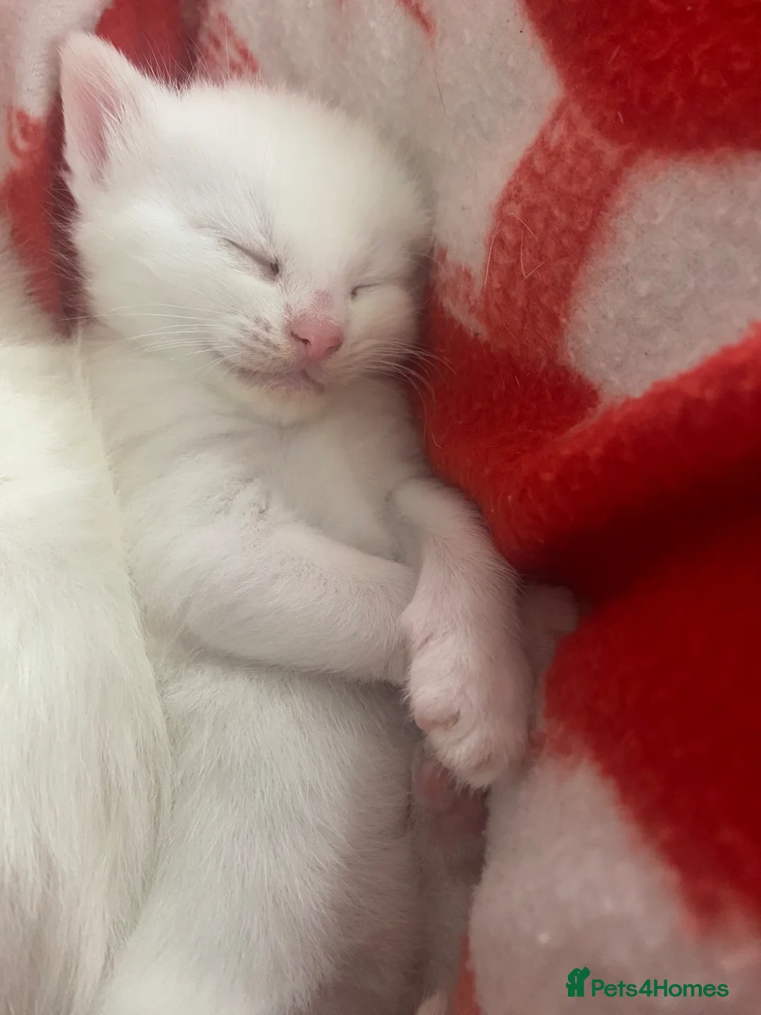 Bengal cats for sale: Snow Bengal/ khao manee kittens - Advert 1